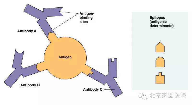 “胚胎不着床、胚胎停育，试管妈妈的烦心事！