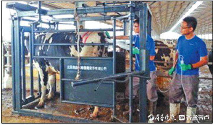 两会聚焦·强省路上丨攻克试管奶牛，企业破解奶牛养殖缺芯之痛