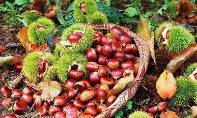 孕期吃板栗好处多！但千万别和这些食物混着吃，你吃对了吗？